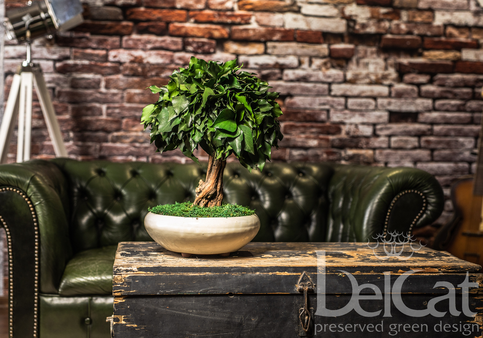 Preserved Bonsai