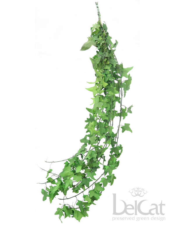 Tartósított Hedera Helix