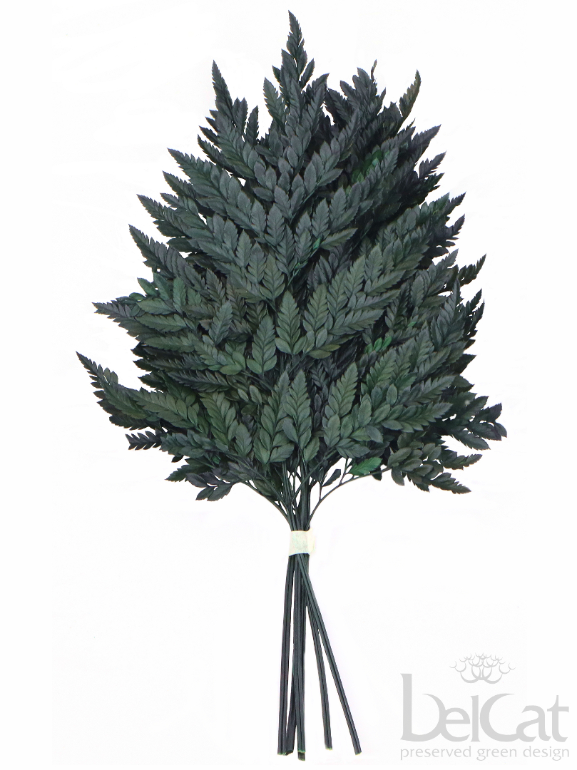 Tartósított Bőrpáfrány