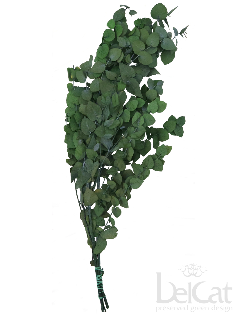 Tartósított Eucalyptus Stewartiana