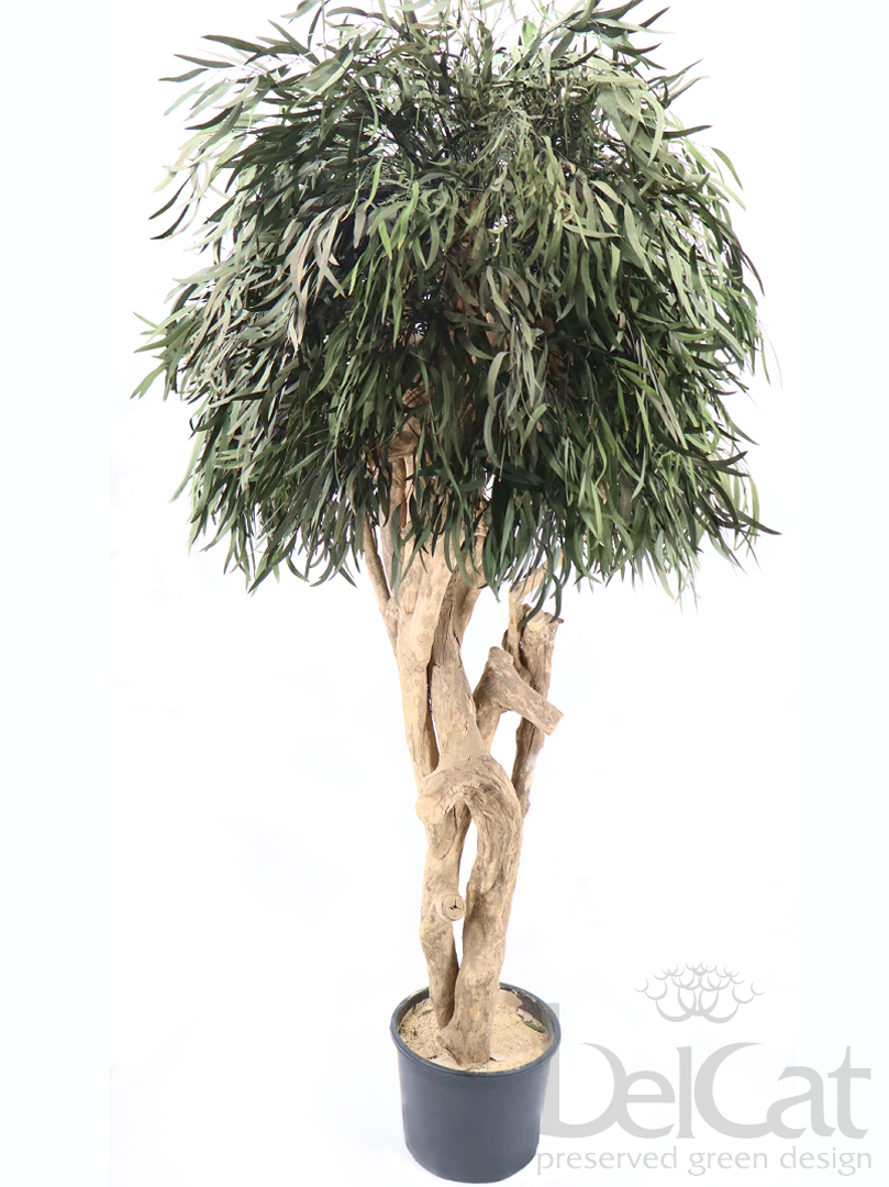 Nicoly Mediterrán Díszfa