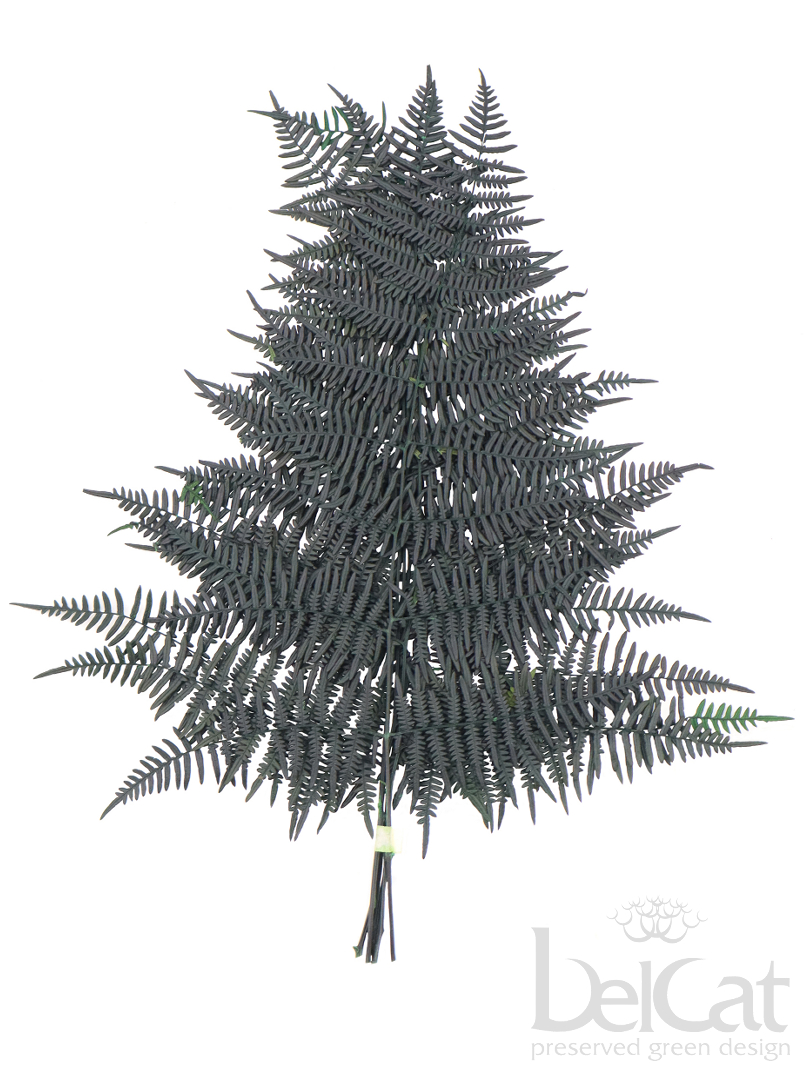 Tartósított Korallpáfrány