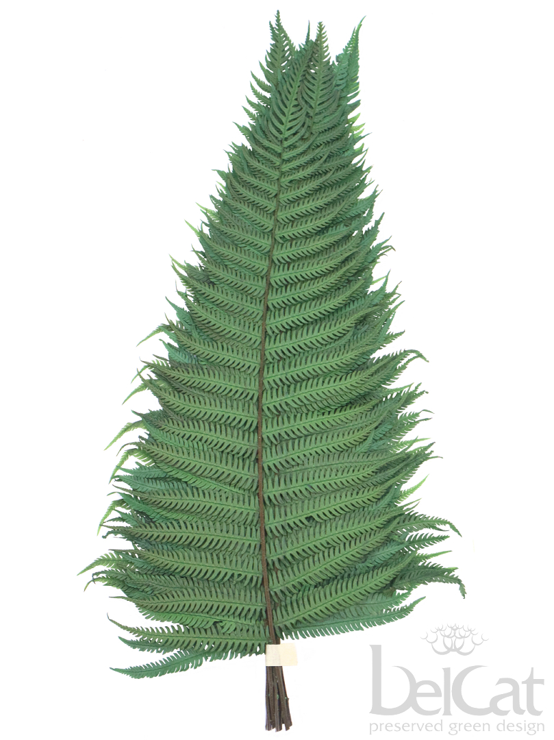 Tartósított Parchemin Páfrány