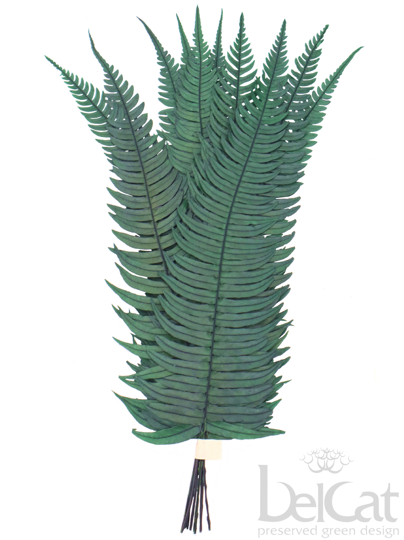 Tartósított Rock Páfrány