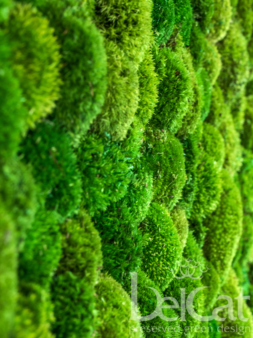 Tartósított Gömbmoha Fal