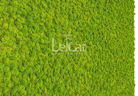 Standard Lichen Panel