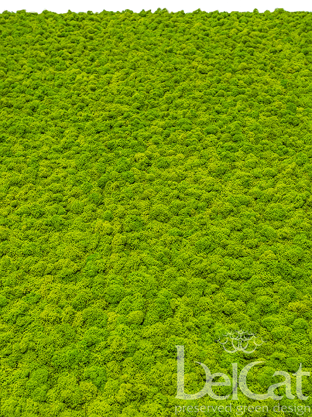 Premium Lichen Panel
