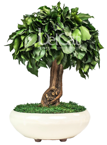 Bonsai Hedera 