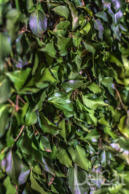 Preserved Hedera Greenwall