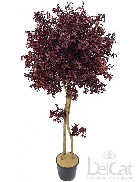 Crown Tree Tenuifolium