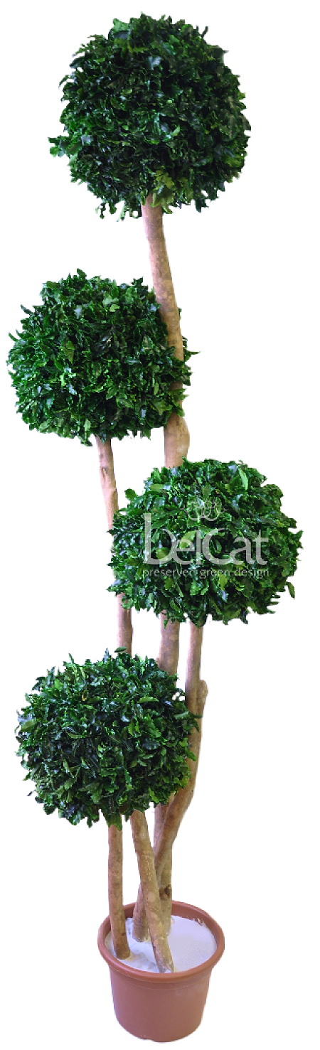Topiary Tenuifolium 4 Balls