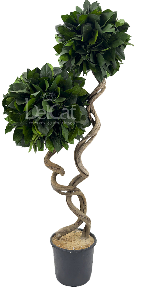 Twisted Salal 2 Heads