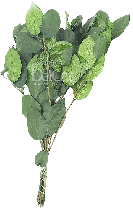 Preserved Salal