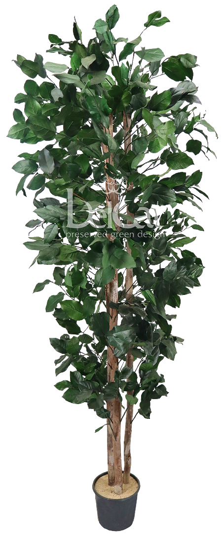 Light Plant Salal