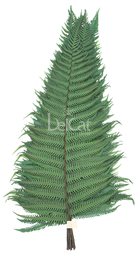 Tartósított Parchemin Páfrány