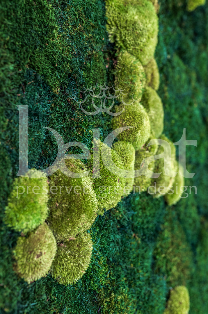 Tartósított "PUREMOSS" Növényfal