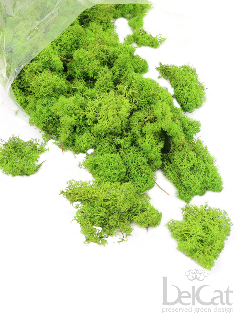 Tartósított Zuzmó