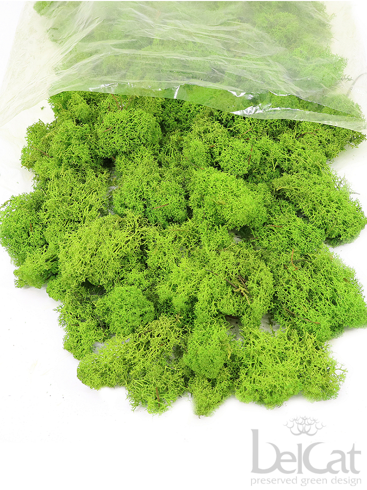 Preserved Lichen - Nordic Reindeer Moss