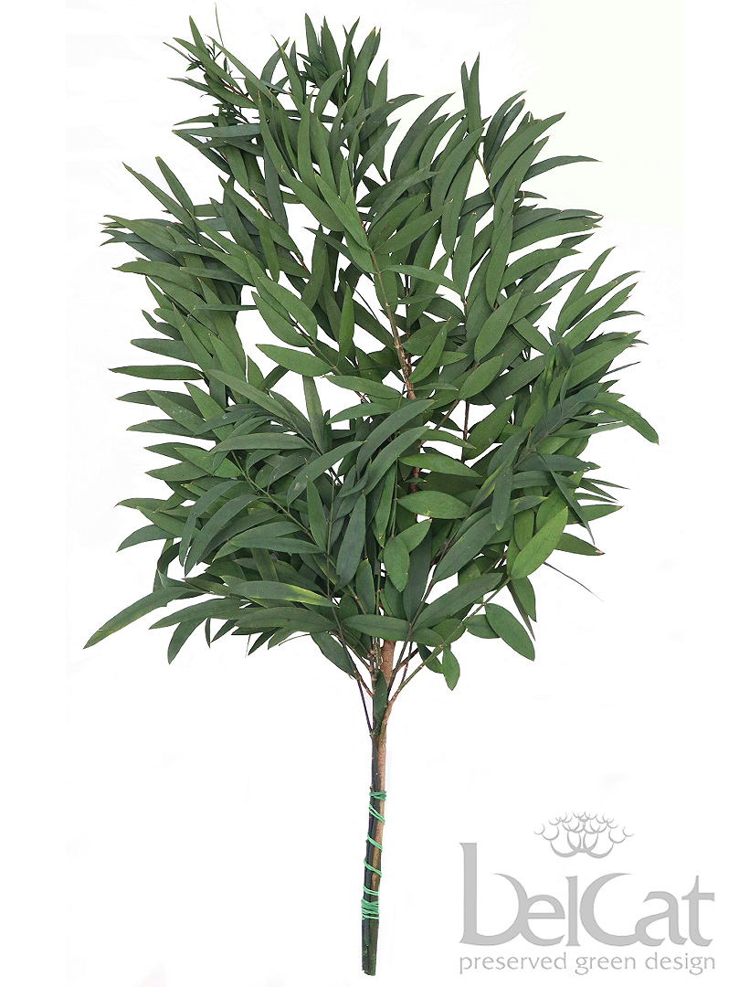 Tartósított Eucalyptus Dominichina