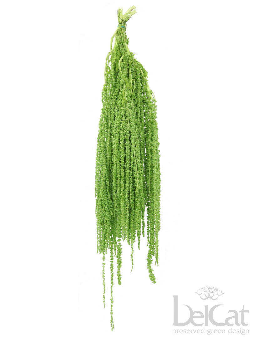 Tartósított Amaránt