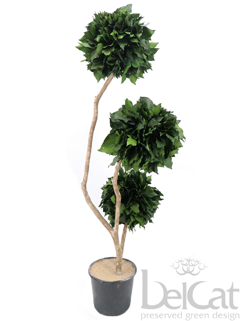 Topiary Hedera 3 Balls