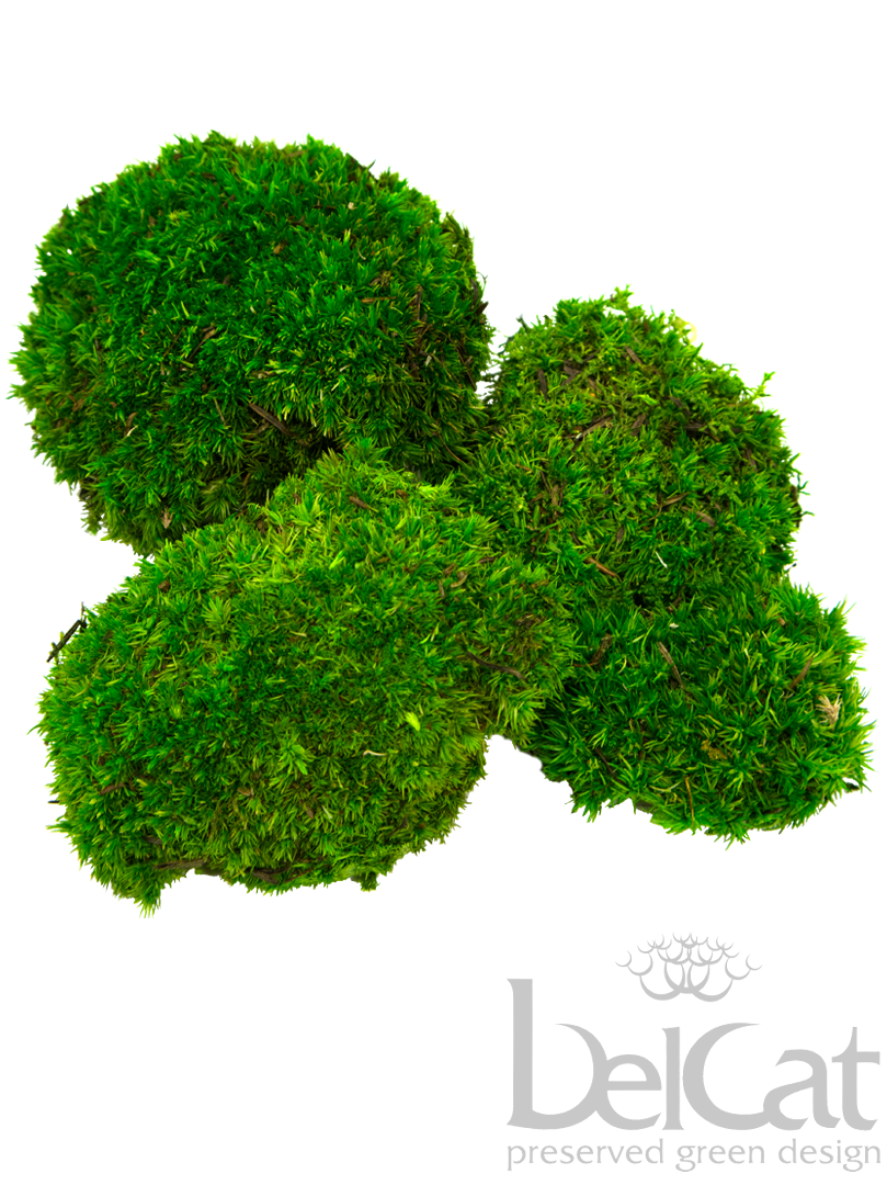 Tartósított Gömbmoha