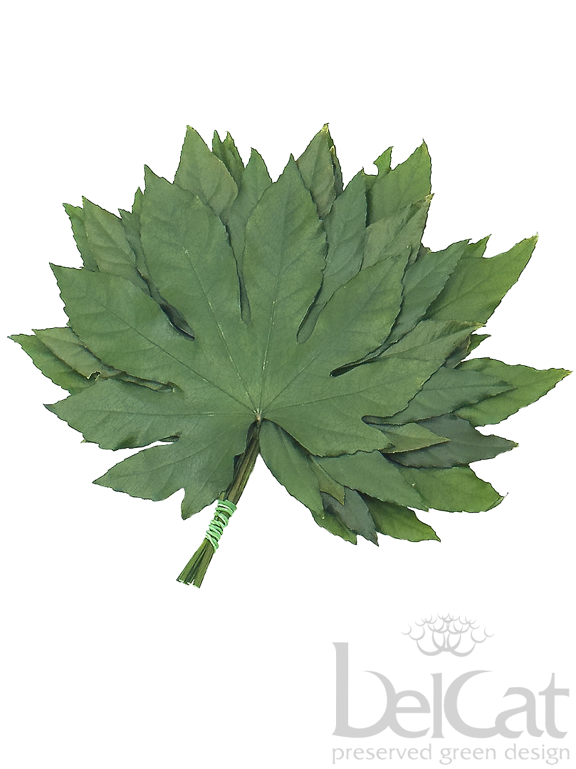 Tartósított Arália