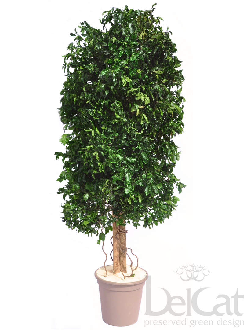 Pittosporum Tenuifolium Cserje