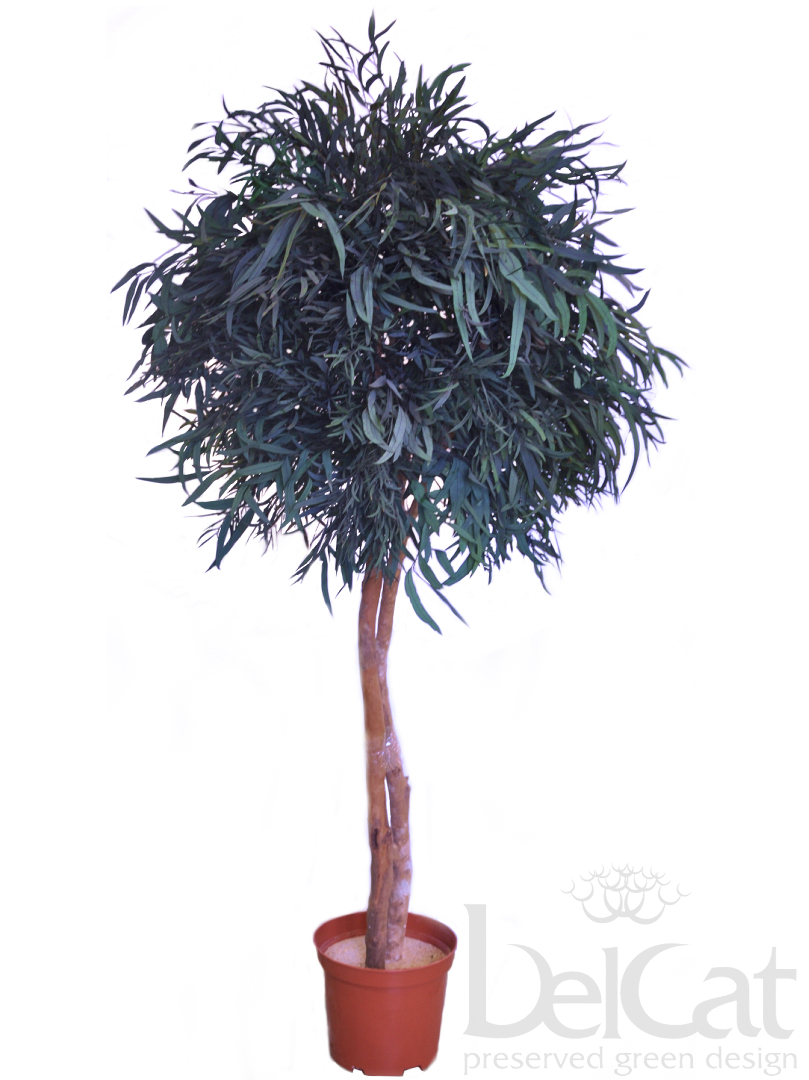 Eukaliptusz Nicoly Díszfa