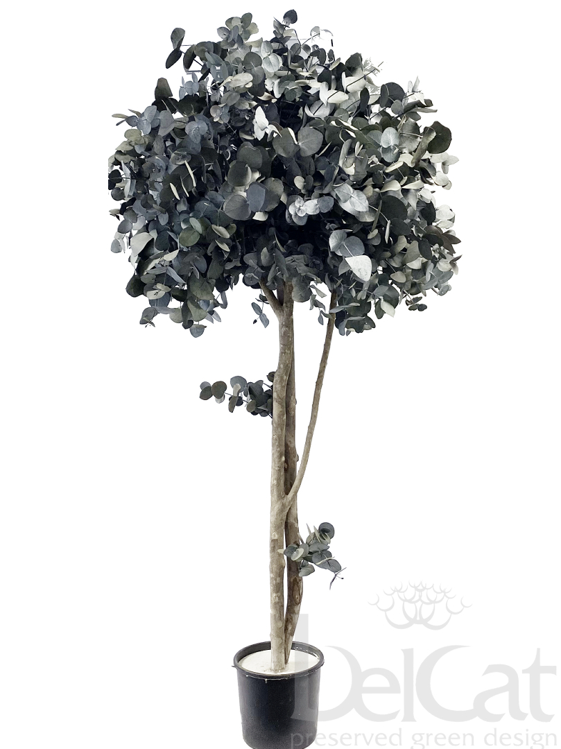 Eucalyptus Cinerea Díszfa