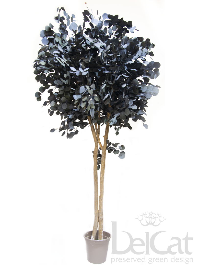 Eukaliptusz Populus Díszfa