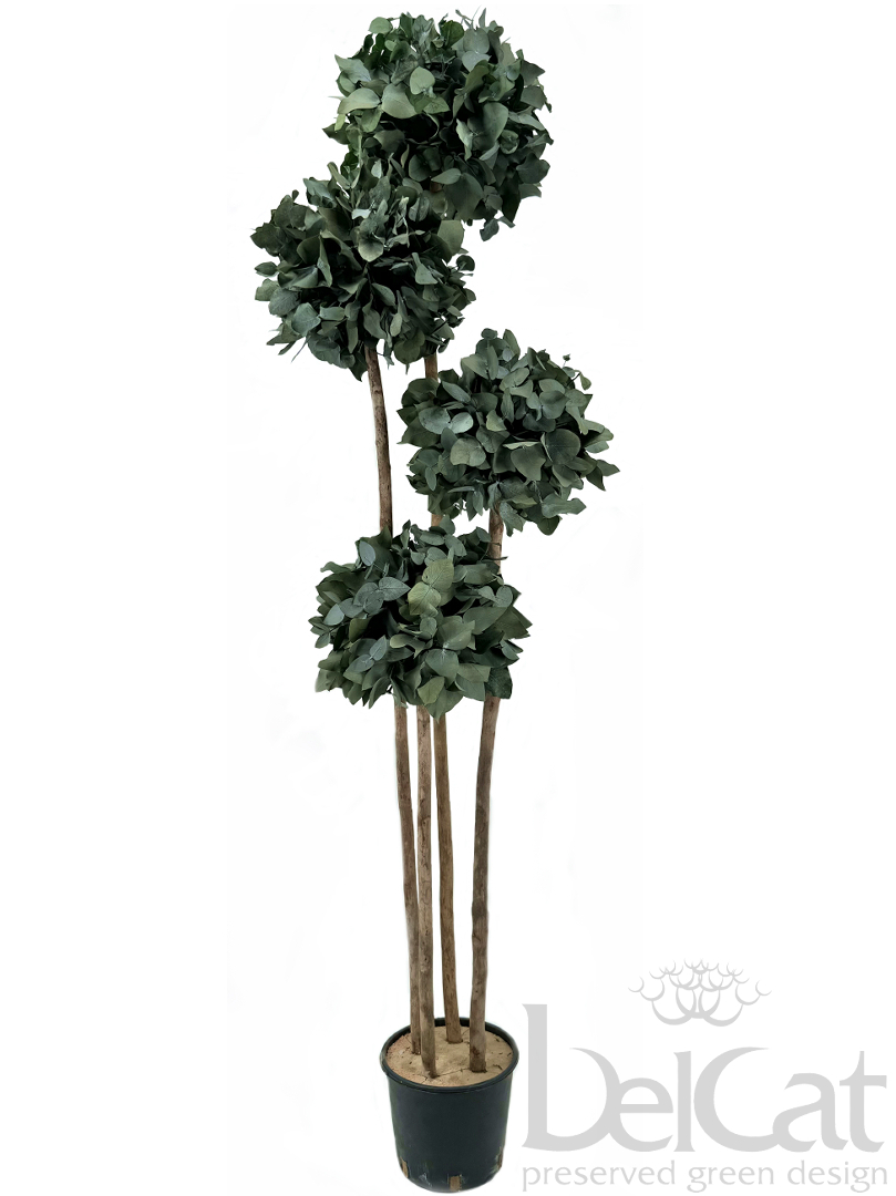 Négygömbös Cinerea Topiárium