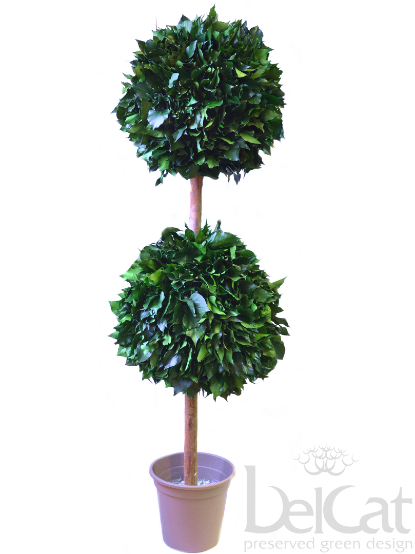 Kétgömbös Hedera Topiárium