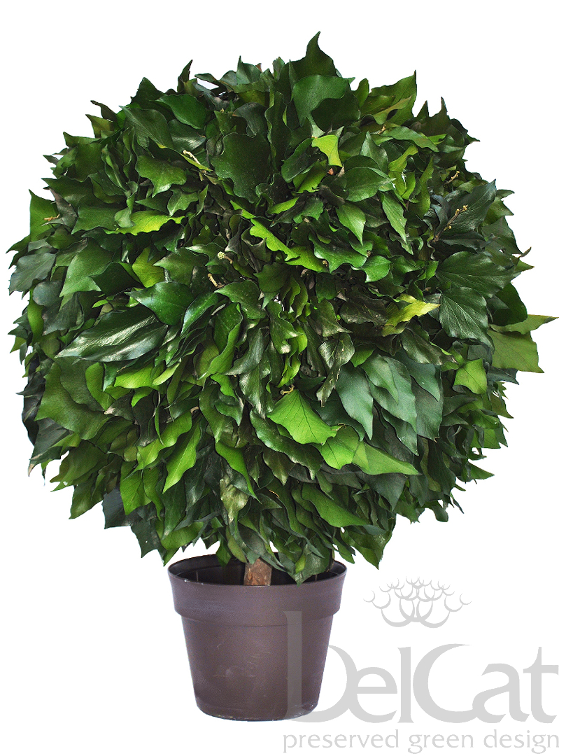 Egygömbös Hedera Topiárium