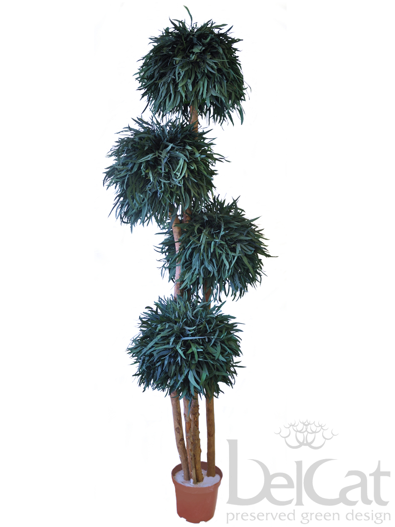 Négygömbös Nicoly Topiárium