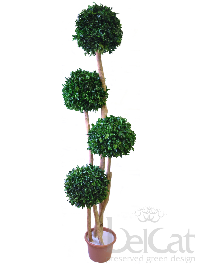 Négygömbös Tenuifolium Topiárium