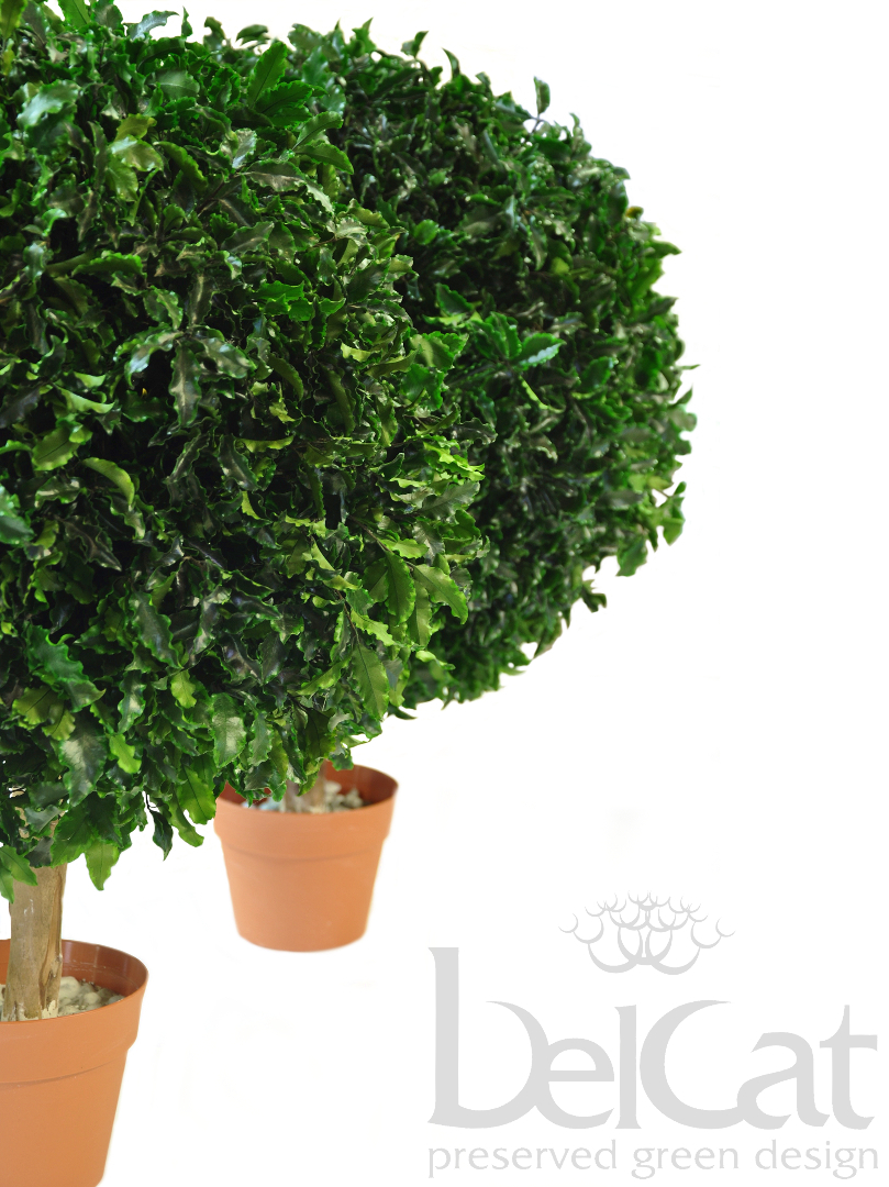 Egygömbös Tenuifolium Topiárium