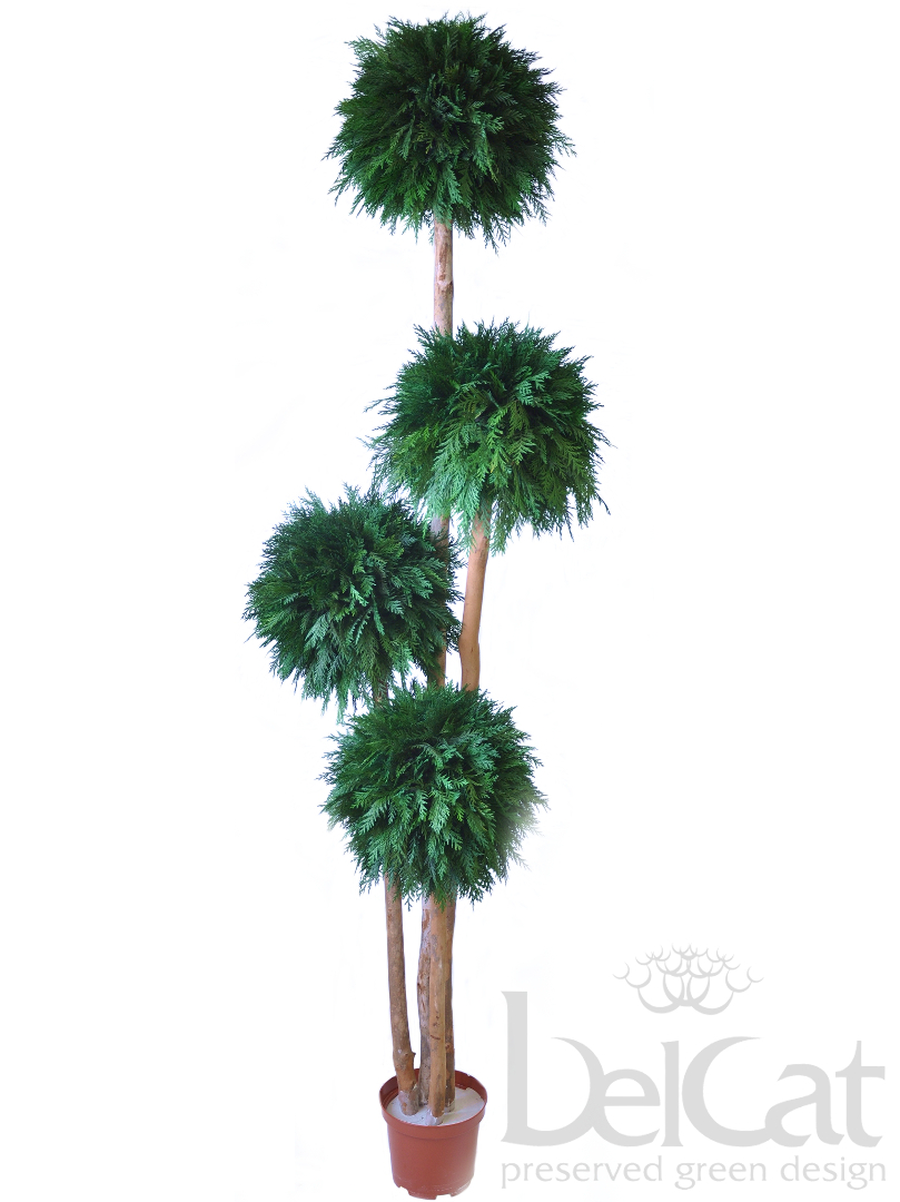 Négygömbös Tuja Topiárium