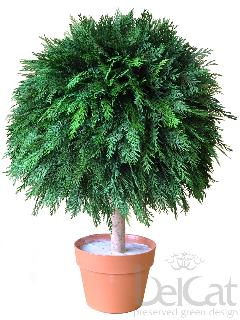 Egygömbös Tuja Topiárium