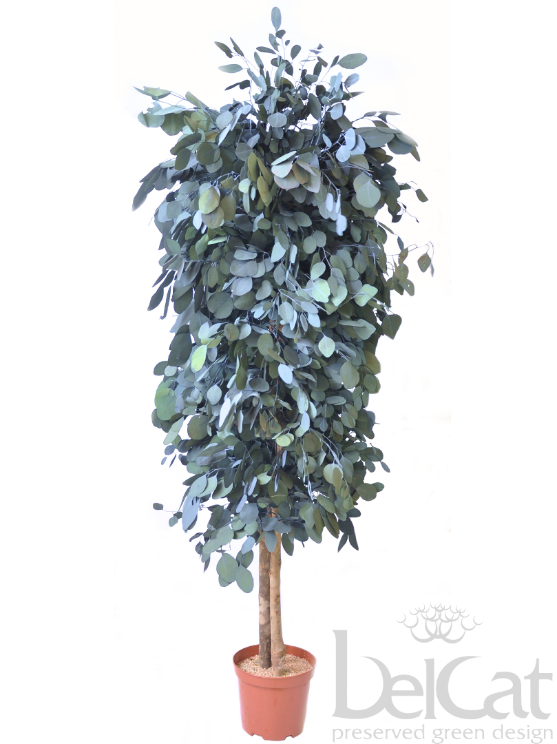 Eukaliptusz Populus Cserje