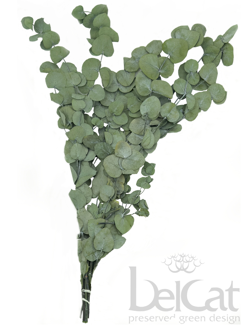 Tartósított Eucalyptus Cinerea