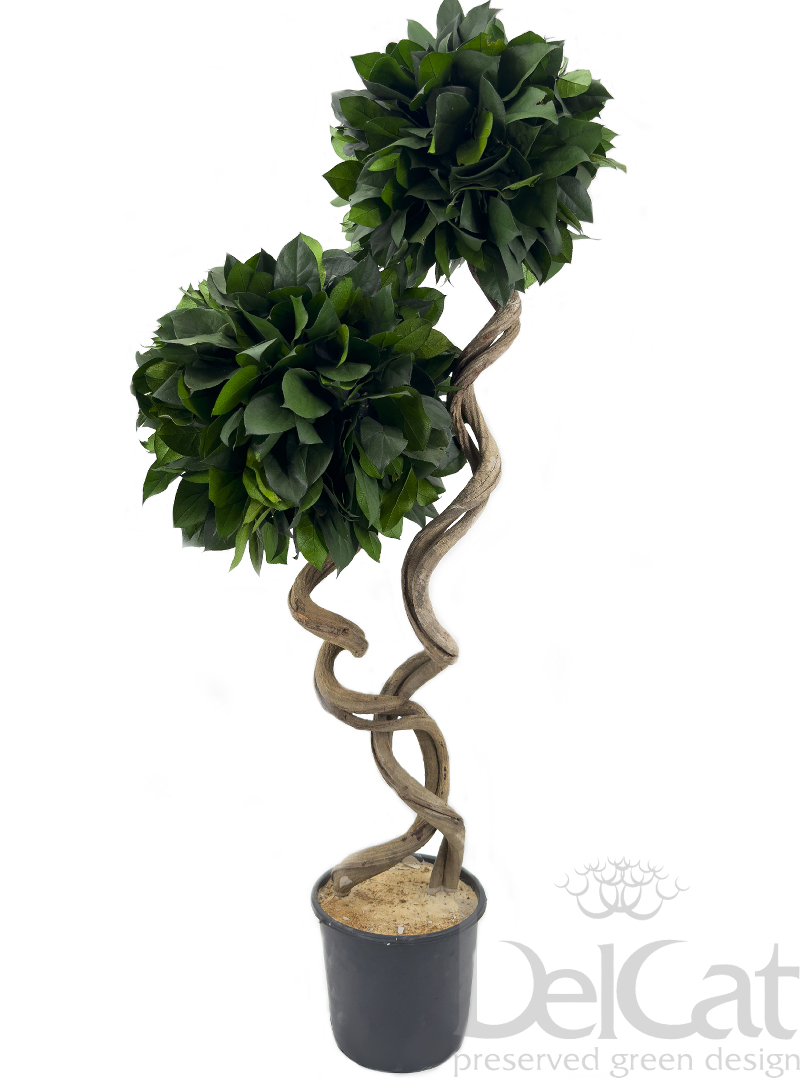 Kétgömbös Twisted Salal