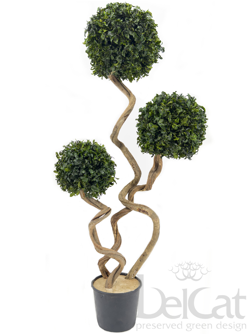 Háromgömbös Twisted Tenuifolium 