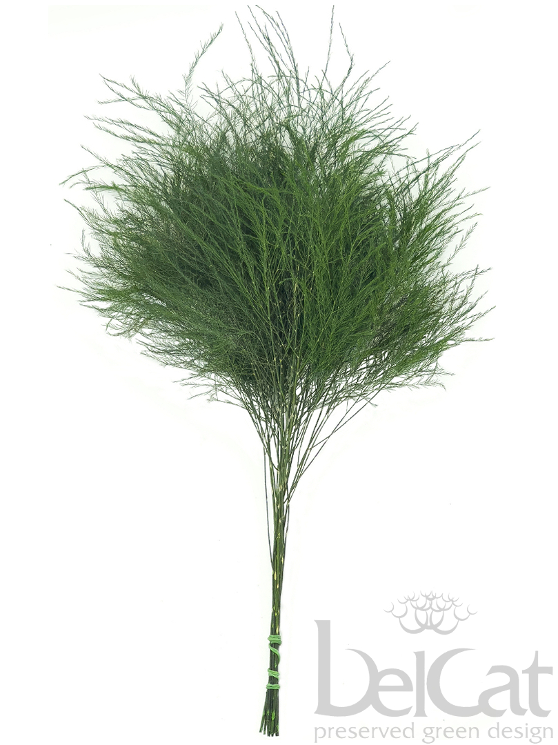 Tartósított Tiki Páfrány