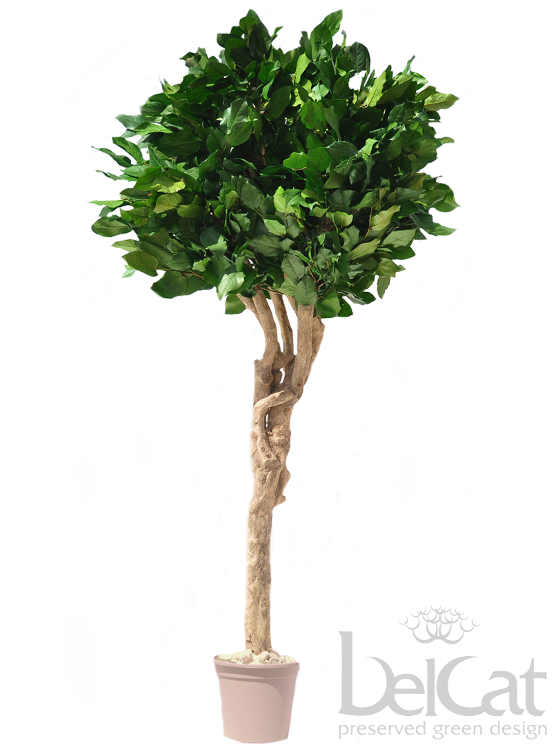 Salal Mediterrán Díszfa