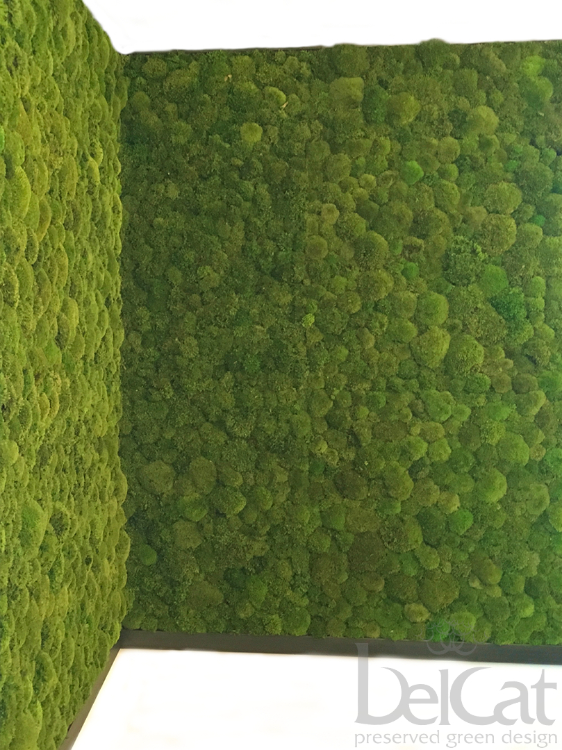 Tartósított Gömbmoha Fal