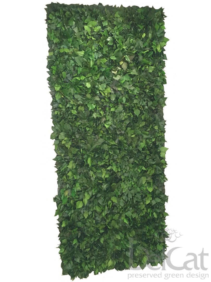 Tartósított Hedera Növényfal