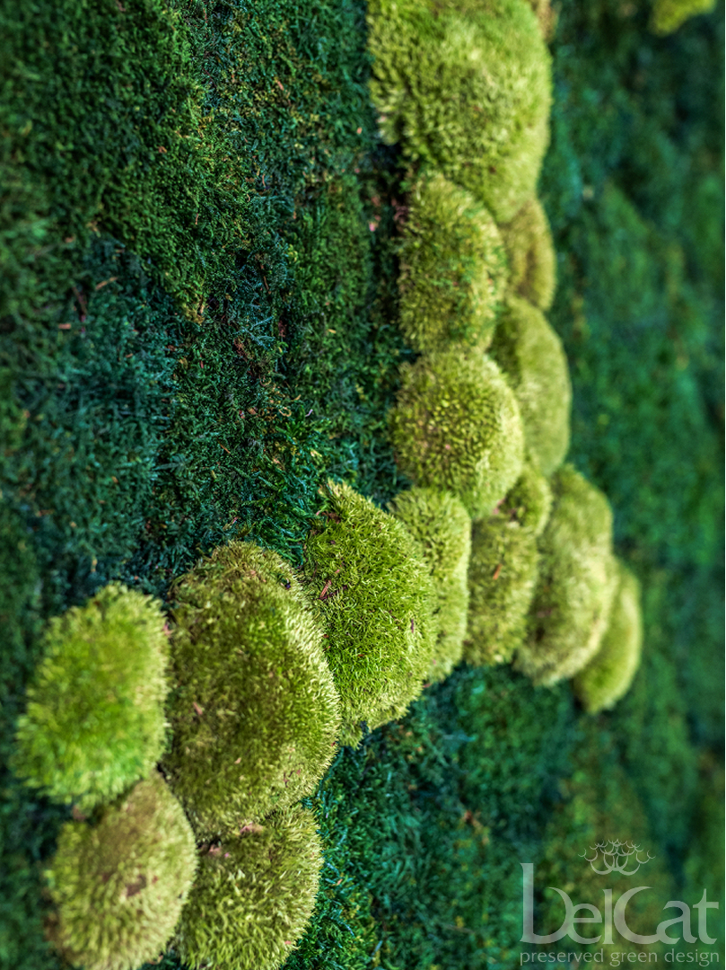Tartósított "PUREMOSS" Növényfal
