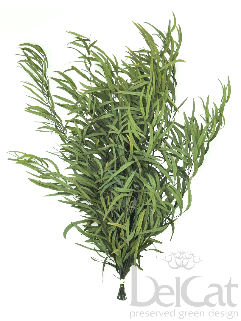 Tartósított Eucalyptus Nicoly