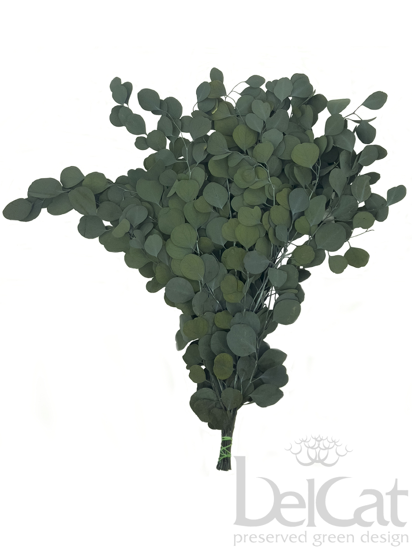 Tartósított Eucaliptus Populus